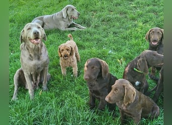 Welpen Labradoodle F1 Braun Könispudel x Labrador