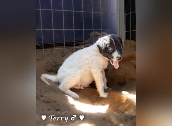 Teddy und seine Geschwister suchen ab September ein Zuhause