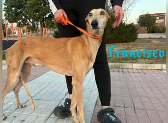 Francisco 09/2023 (ESP) - freundlicher und ausgeglichener, junger Galgo Rüde!