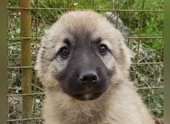 Suki ❤️ Süßes + liebes Welpenmädchen!