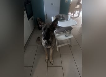 Schöner sozialisierter Familienschäferhund sucht ein zu Hause