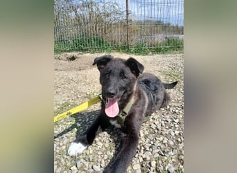 Fröhlicher Welpenjunge Buddy