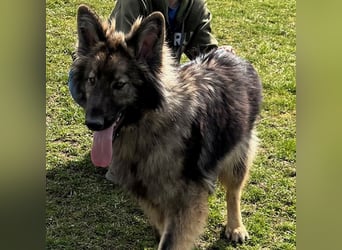 Balto