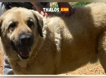 Thalos,geb.01/19,gemütlicher Mastin Espanol sucht seine Familie