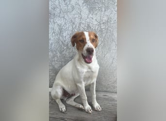 Balto: „Ab über die Alpen und für immer nach Hause.“