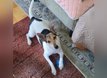 Sonnenschein ROXY - 3 Jahre, 38cm/8kg - Jack Russell-Mix