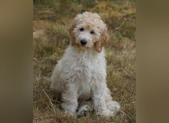 Wurfankündigung Labradoodle F1B Welpen