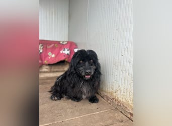 Tobi, altes Hundeherz möchte gern noch einmal ankommen dürfen