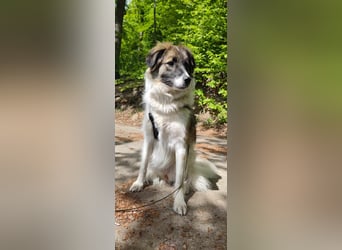 Polly - faszinierender Hund mit vielen Facetten