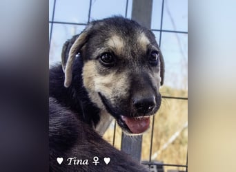 Teddy und seine Geschwister suchen ab September ein Zuhause