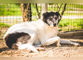 Oriol, Mix Schnauzer / Podengo, lieb und verträglich