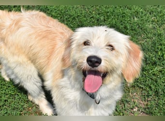 Pfiffige Suki sucht ihre Menschen