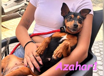 Azahar1 geb. 07/2022 (ESP) - lustige und anhängliche, kleine Pinscher-Mix Hündin!