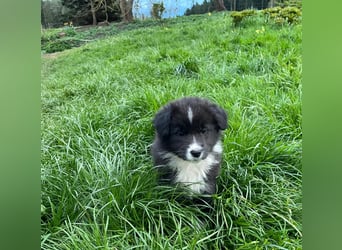 Australian Shepherd Welpen