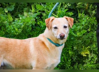 Alva, Mix Dackel / Pinscher, lieb und verträglich