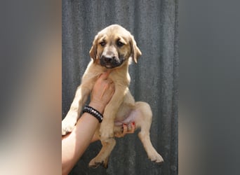 Ronja- Kulleraugen auf vier Pfoten