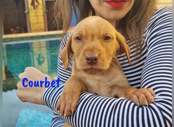 Courbet 11/2022 (ESP) - verspielter, hübscher Jagdhund-Mix Junghund!