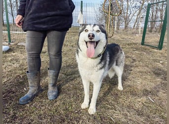 Luna, geb. 07.11.2022, 59 cm, sucht eine aktive Familie