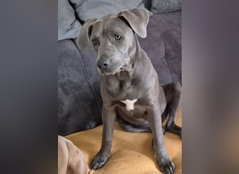 Süße Labradorwalmaraner/ American bully (pocket) Mix