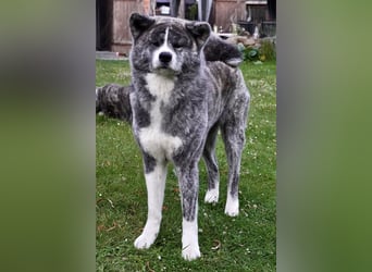 Akita Inu Welpen | A-Wurf | Japan Akita | Ahnentafel | VDH 