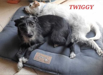 Twiggy, nicht ängstlich, aber vorsichtig