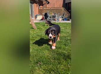Große-Schweizer-Sennenhund-Welpen