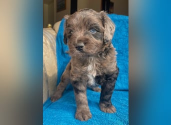 Aussiedoodle Welpen mini / medium F1
