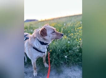 Charmanter ZACK kann auf Pflegestelle 87754 Kammlach besucht werden