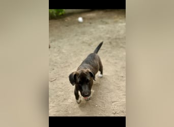 Bella Traumhafte Begleiterin