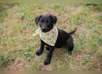 Chip 269791: Hundekind sucht ein Zuhause