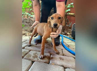 Milla, geboren 25.03.2025, 29cm sucht ihre Menschen