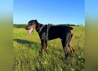 Stöpsel - Dobermann-Riesenbaby