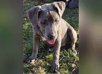 Süße Labradorwalmaraner/ American bully (pocket) Mix