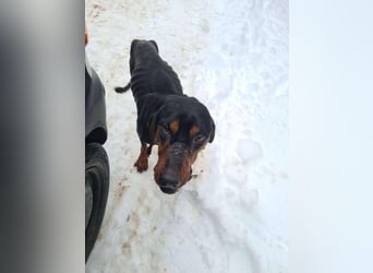 Jack , ungarische Bracke, sucht die Wärme und Nähe des Menschen