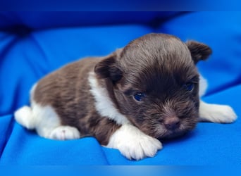 Bezaubernde Welpen aus Bolonka Zwetna und Pomeranian (Zwergspitz)