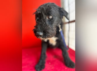Theo, Schnauzer-Mix, Rüde, geb. am 07.10.2024, 40 cm