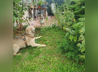 Leon perfekt für ältere Menschen mit Zeit - er wartet im Taunus