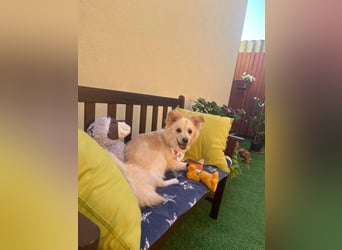 Rudi SR – Süßer Spitz-Junghund sucht seine Menschen