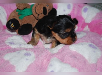 wunderschöne kleine dunkelbleibende Yorkiewelpen  Yorkshireterrier mit Papieren