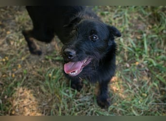 Chip 231920: Sucht ein Zuhause