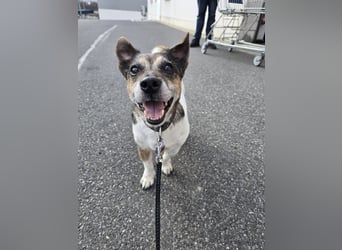 Milo - aktiver Senior sucht Zuhause