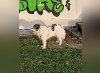 Tobi, geb. 2018, Wuschelhund sucht liebevolles Zuhause