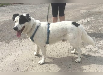 Rocky möchte eine 2.Chance für eine Familie haben