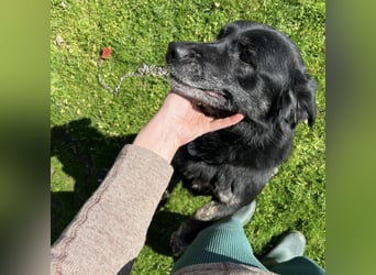 Senka - über 6 Jahre in Tierheim