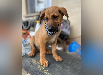 KIMO - möchte ins Hundeglück starten!