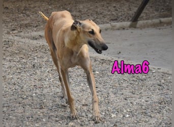 Alma6 geb. 05/2023 (ESP) - freundliche und verschmuste, zierliche Galga!