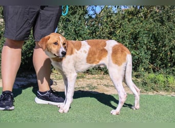 Arnie, Mix Labrador / Podengo