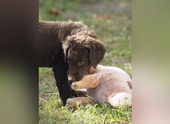Curly Coated Retriever – braune Rüden (8 Wochen) aus dem Zwinger Cornrow