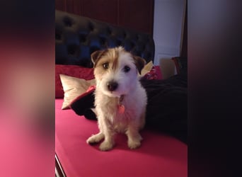 Wunderschöne Parson Jack-Russell Terrier Welpen, aus liebevoll. Hausaufzucht