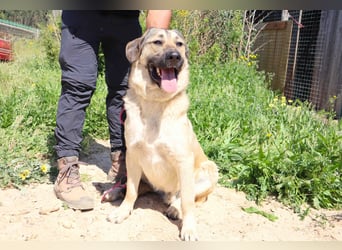 Lovis, Mix Labrador / Rafeiro Alentejano